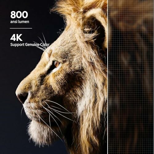 Lion profile with 800 ANSI lumen and 4K support text.